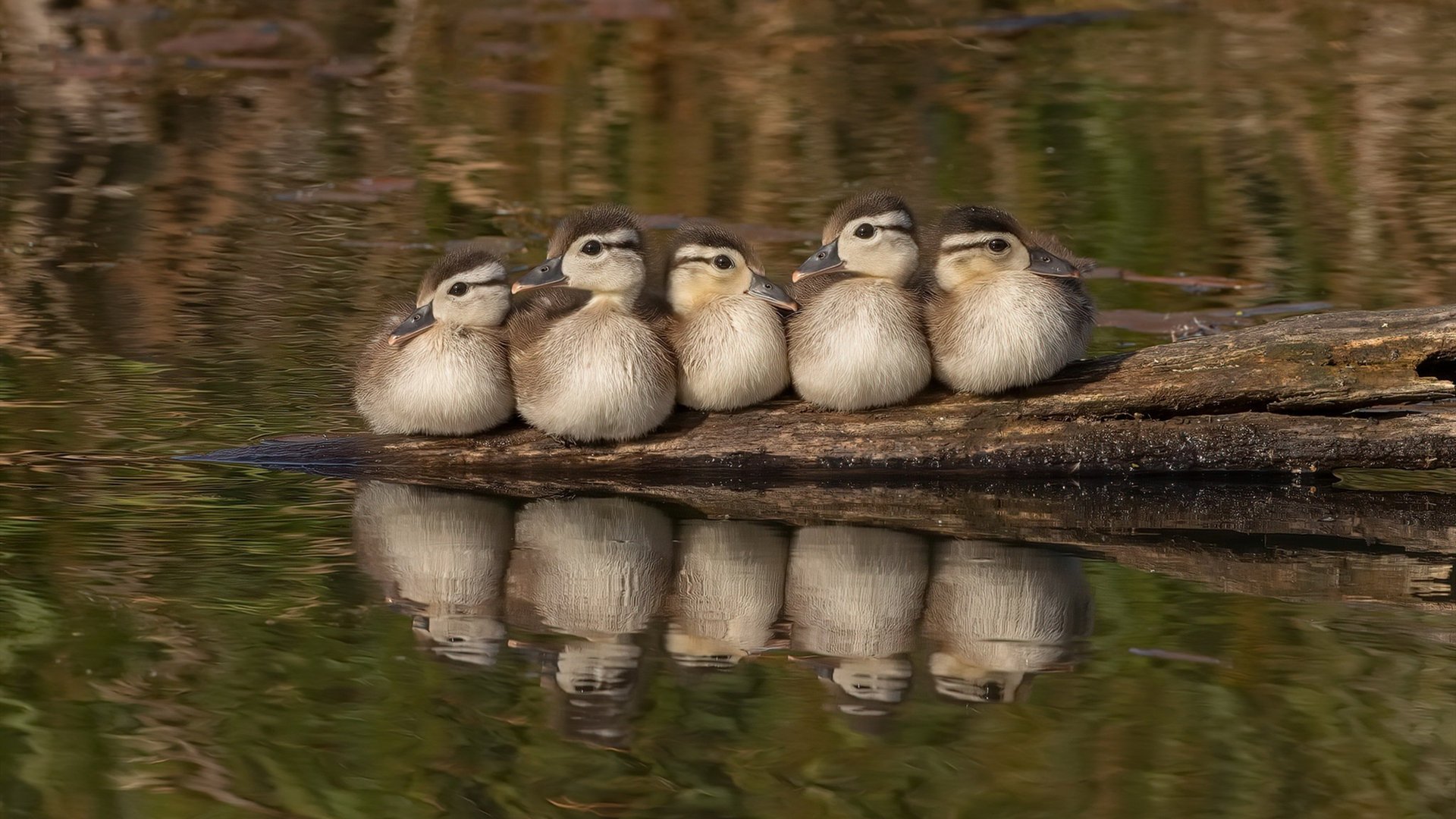 非洲雄狮咆哮世界杯，喀麦隆历史性击溃西班牙，如何重塑足球世界版图？